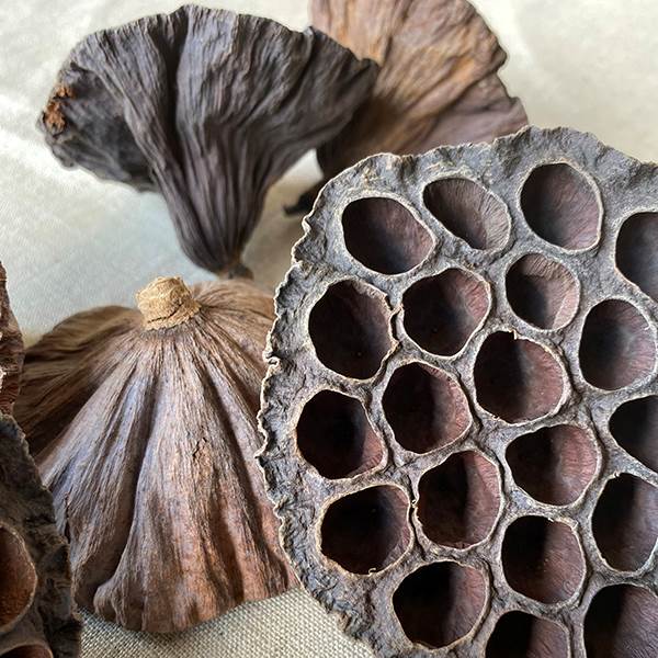 dried lotus seed pods