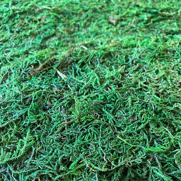 Moss Table Runner 14 x 48 Green